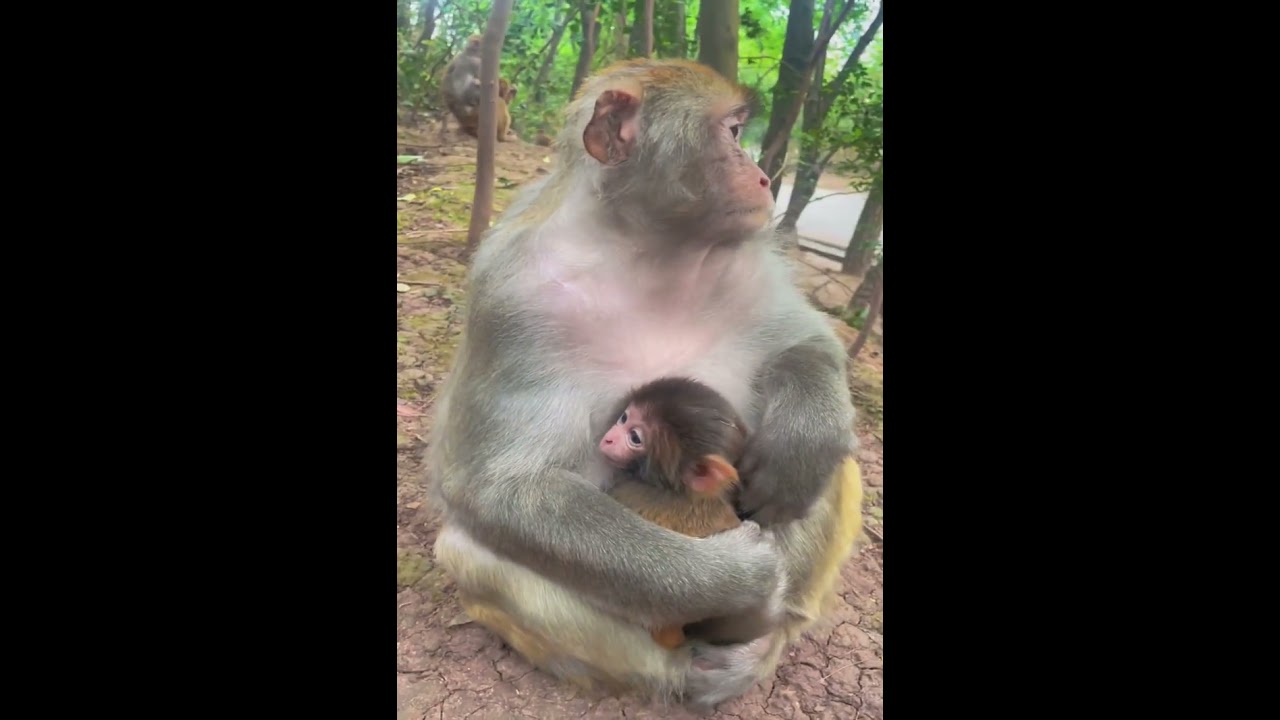 Daily Life Monkeys - Monkey Zoo