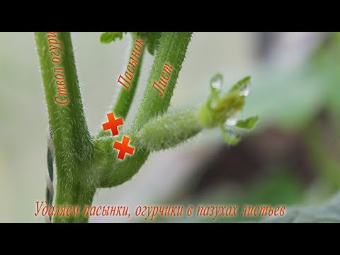 Video: Bolgar qalampir kasalligi noto'g'ri g'amxo'rlik natijasidir