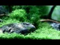 vidéo de l'aquarium Nirvana, 2011