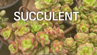 Pretty Succulents RelaxingVideo