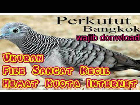 suara-masteran-burung-merdu-perkutut-bangkok-durasi-panjang-dan-jernih-pantas-dijadikan-masteran