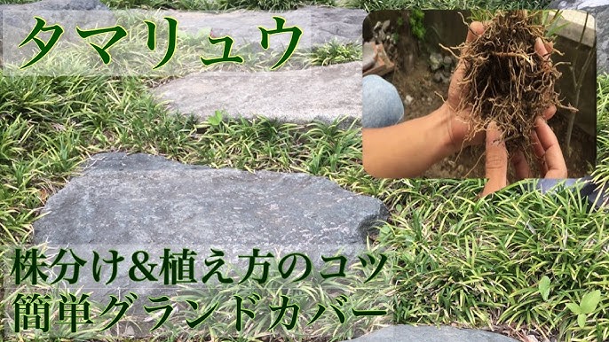 玉竜の植え方 講座 Youtube