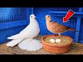 بتابع تهجين الحمام مع اليمام لقيت مفاجأة شوف لقيت ايه 