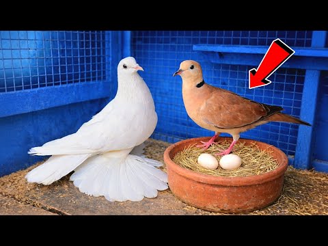 بتابع تهجين الحمام مع اليمام لقيت مفاجأة شوف لقيت ايه 