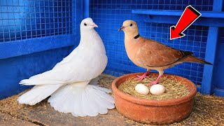 بتابع تهجين الحمام مع اليمام لقيت مفاجأة 😯شوف لقيت ايه😍