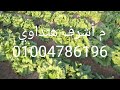 معلومة ع السريع الخس الكابوتشى