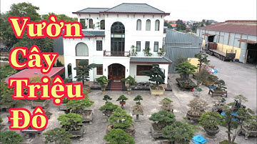 ✅Vườn bonsai cây cảnh triệu đô có số má ở Hải Dương-nhà vườn Phương Hà(Mr.phương 0913 093 866)✔️BShp