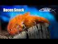 Bacon Snack - articulated streamer fly tying