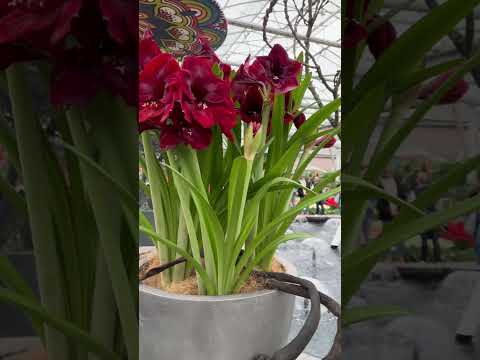 Амариллис- чудесные цветы. Keukenkof- flower park.