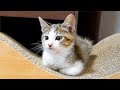 我が家にやってきた初日から、子猫が腕を組んで現場監督みたいに見張ってきます