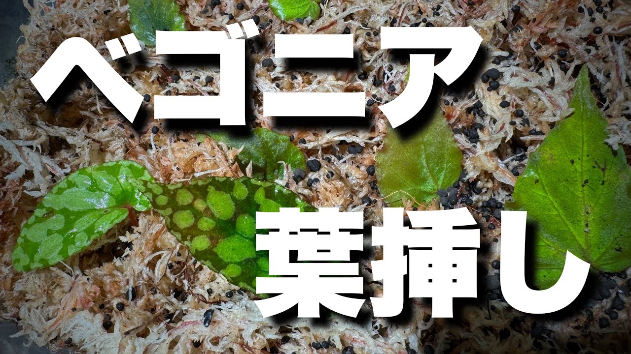 葉挿し❣️ベゴニア・スノー・キャップド ピンク斑入❣️レア 人気 葉