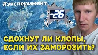 видео: При какой минусовой температуре погибают клопы картинка: При какой минусовой температуре погибают клопы