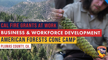 CAL FIRE Business and Workforce Development Grants at Work - American Forests Cone Camp, Plumas Co.