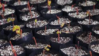 Maqui un berrie con características de super fruta Maqui un berrie con características de super fruta