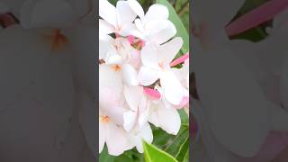 beautful flowers short video #shortsfeed #shorts #flowers #beautifulnature #vieal #trend