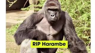 Did Harambe the Gorilla really have to die for human stupidity?