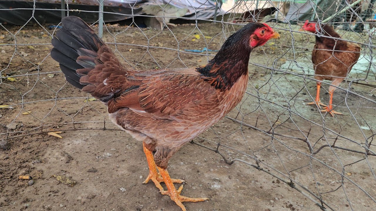 7/2.top5 mái nòi sv.zl@335/819/775.