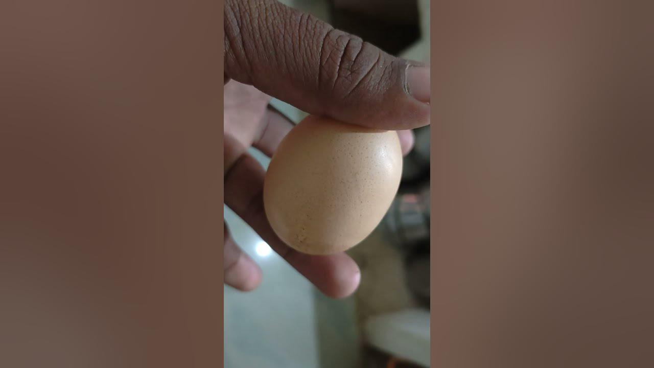 Eggs Available for sale Warangal district, Narsampet YouTube