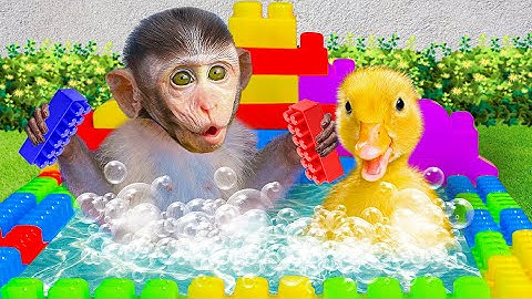 Baby Monkey Chu Chu Rescues a Stuck Duckling and Eats Ice Cream with Duck the Garden
