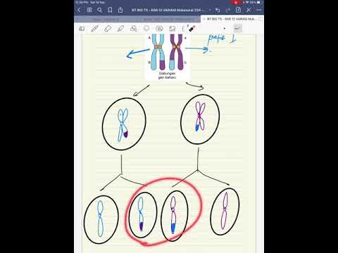 Video: Apakah maksud variasi yang diwarisi?