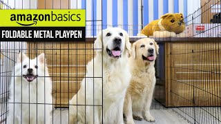 Amazonbasics Foldable Metal Dog/Pet Playpen & My Naughty Dogs