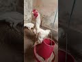 White Oshamoo Chicks for Sale | 3 Fancy Chicks | Anwar Fresh Farm Faisalabad