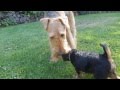 Martin's baby girl Airedale Terrier