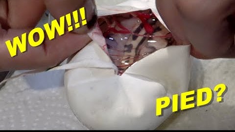 Worst Luck! Ball Python Egg Cutting! PIED???