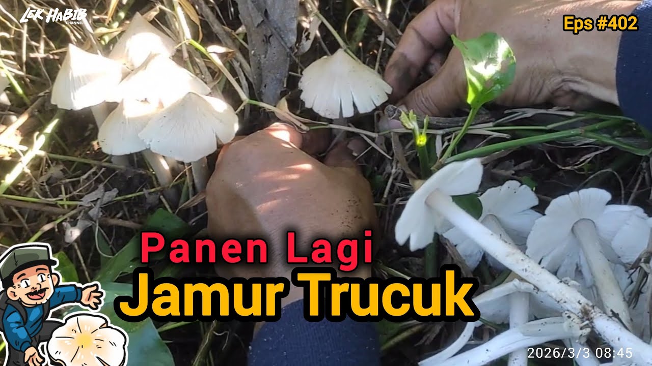 Awalnya Mbah Men Nemu Jamur Barat Malah Panen Jamur Trucuk | Eps #402 