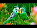 Birdsong with Relaxing Music 🌿 | Peaceful Nature Sounds for Sleep, Focus & Stress Relief [4K]