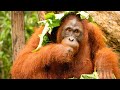 Volunteer with Orangutans at Nyaru Menteng Orangutan Sanctuary in Borneo  |  The Great Projects