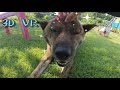 3D VR : Dog head massage(कुत्तों को सिर की मालिश पसंद है)