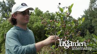 Meet UGArden intern Brenden Lane