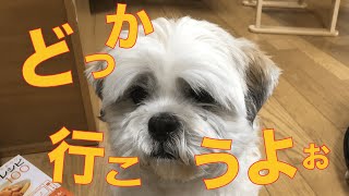 田舎に住むワンちゃんの1日!!! ラサアプソ犬リッキー Lhasa Apso beautiful day!