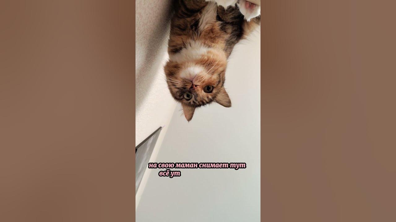 #кошка #лило - YouTube