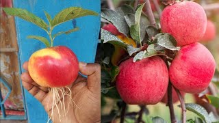 how to grow an apple tree from an apple with aloe vera & onion | apple tree