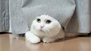 遊んで欲しくてカーテンから顔を出して見つめてくる猫!