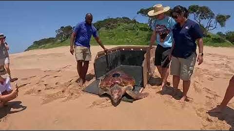 Loggerhead turtle released at Blythedale after 14-year rehabilitation
