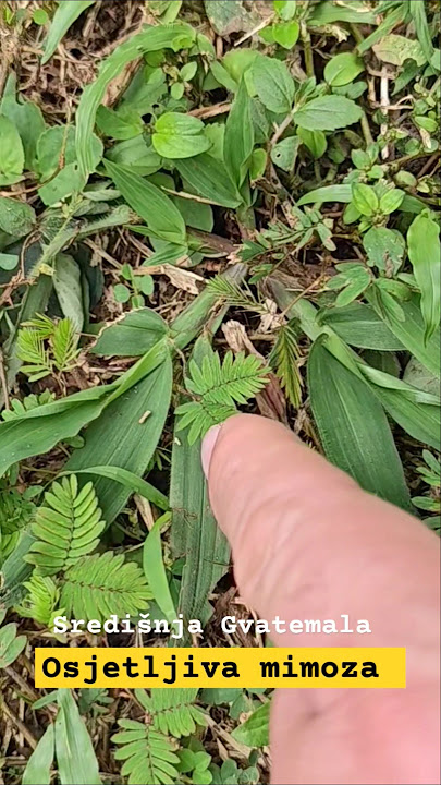 MIMOZA je ime za tropski biljni rod potporodice Mimosoidrae s preko 550 raznih vrsta. #guatemala