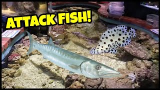 BARRACUDA Fish Feeding in INDOOR Saltwater Pond!!