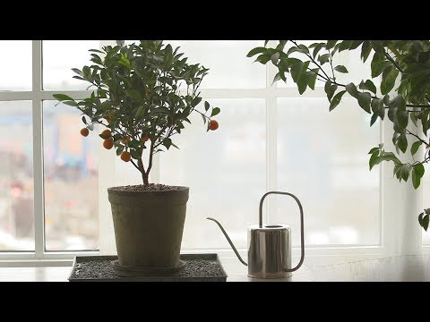 Vídeo: Tangerine tree: home care