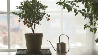 How to Grow Citrus Indoors - Martha Stewart