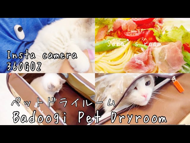 Badoogi Pet Dryroom | taken by insta camera360 GO2 - YouTube