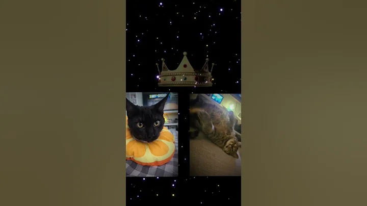 Watch the video about Whos the KING 👑 🐱🐈‍⬛🐶 #mainecoon #tabby #shihpoo #catsofyoutube #dogsofyoutube #cats #dogs