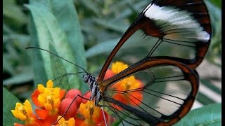 Baile das borboletas - Danza de mariposas - Butterfly ballet