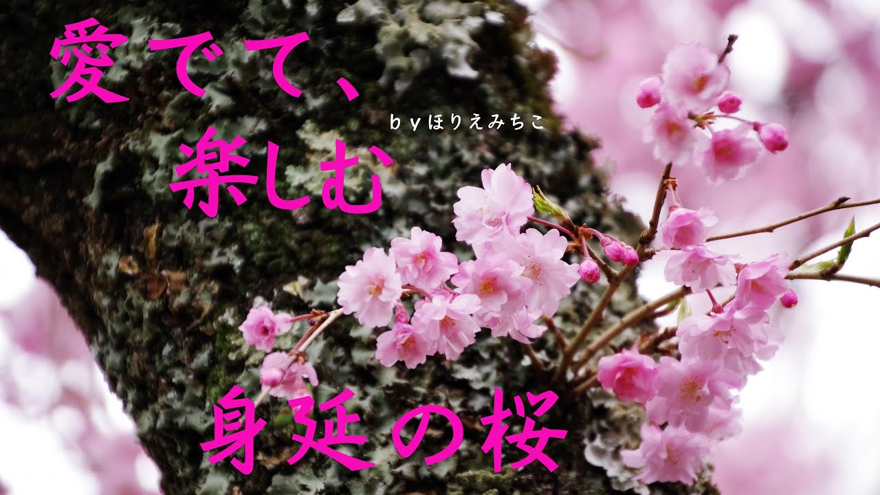 丁紹光、、【春の雨(Cherry Blossom)】 愛する
