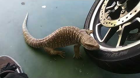 Monitor Lizard crawls up on my Harley Davidson!