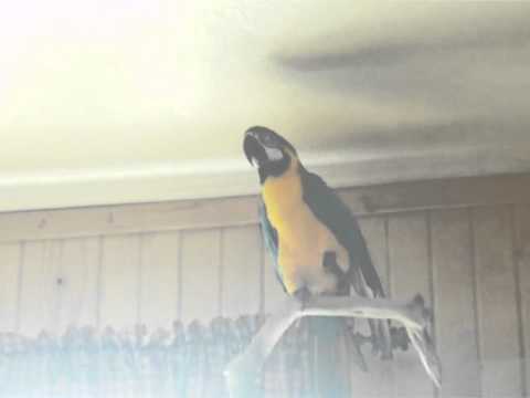 JACK THE TALKING MACAW 2011