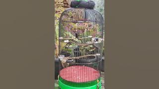 konin gacor rasa ciblek dan sikatan londo