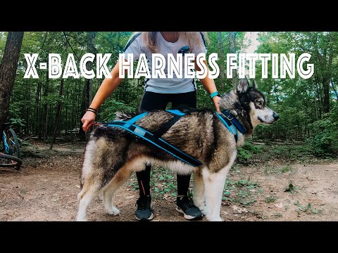 تصویری: Mushing With Your Dog: The اصول